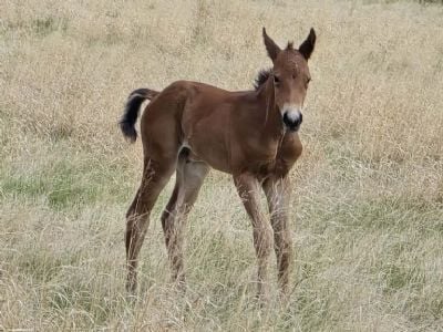 Whiskey Up ZZ Top JW <BR>AQHA PENDING